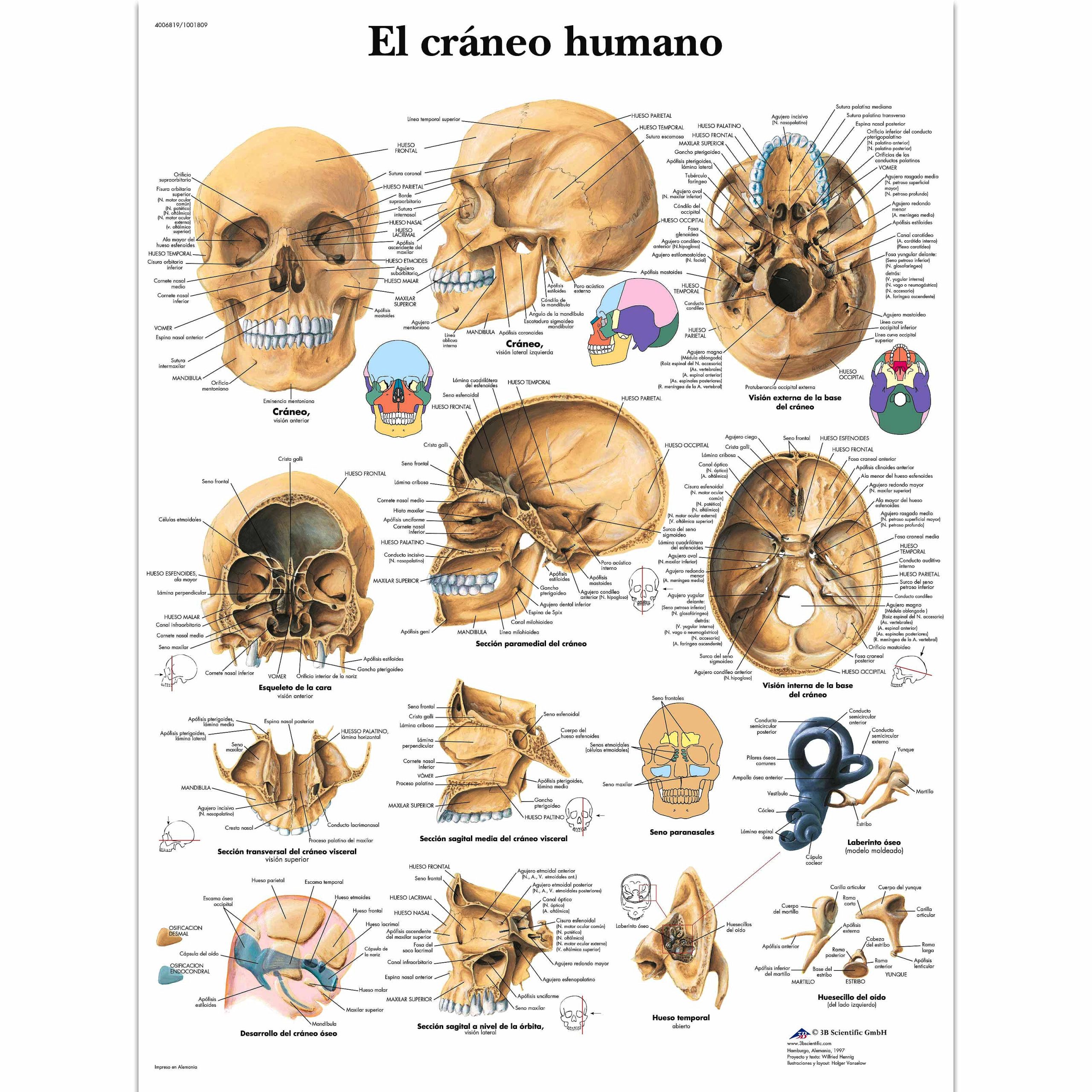 Lámina El cráneo humano | Ortogim
